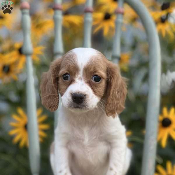 Daphne, Cavapoo Puppy